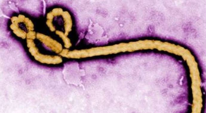Ebola virüsünün doğal kaynağı