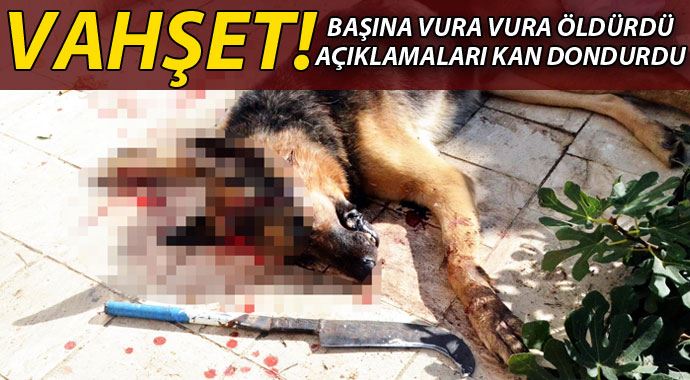 Bodrum&#039;da vahşet! Köpeğini başına vura vura öldürdü