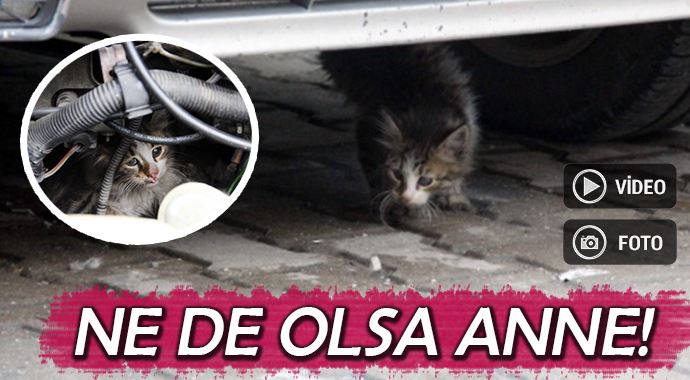 Isınmak için arabanın motor bölümüne giren kedi böyle kurtarıldı!