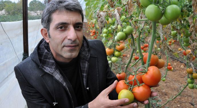 27 ton domates imha edildi 27 ton domates imha edildi