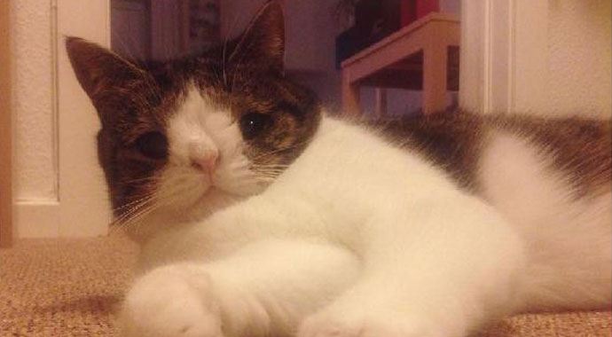 Bakımevinden kurtarılan kedi, Facebook&#039;u salladı