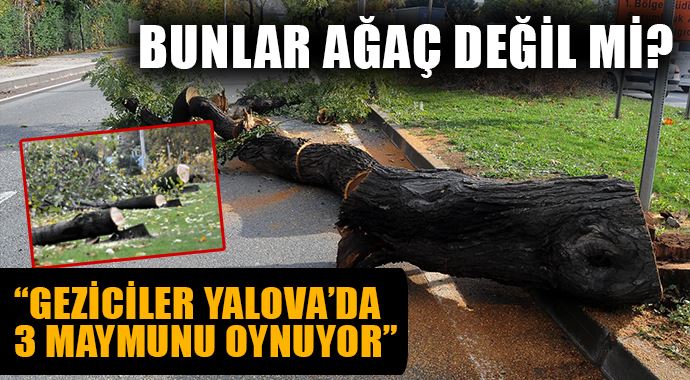 Geziciler Yalova&#039;da 3 maymunu oynuyor