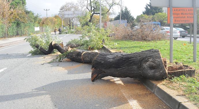 Yalova'da ağaç katliamı Yalova'da ağaç katliamı