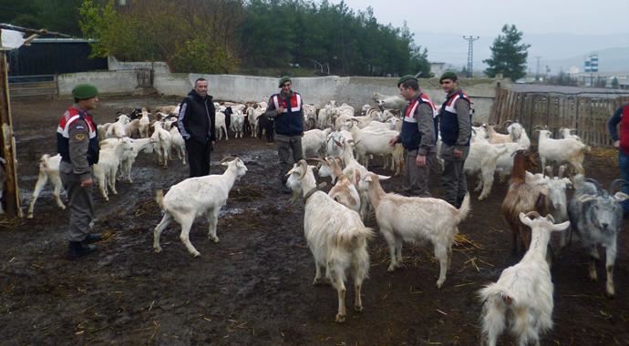 Dağda kaybolan hayvanları da jandarma buldu