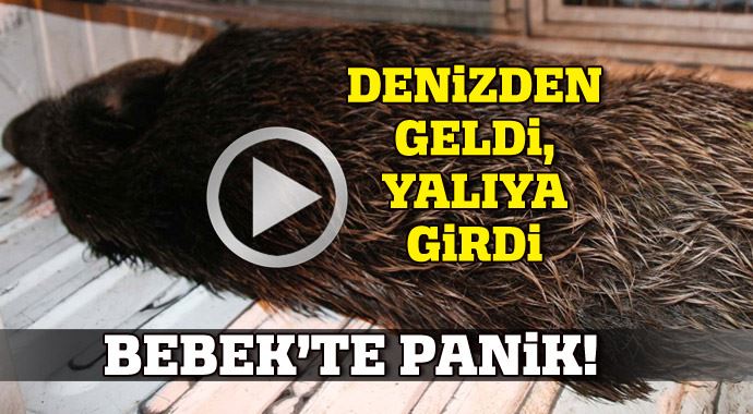 Bebek'te domuz paniği! Yalının bahçesine girdi... Bebek'te domuz paniği! Yalının bahçesine girdi...