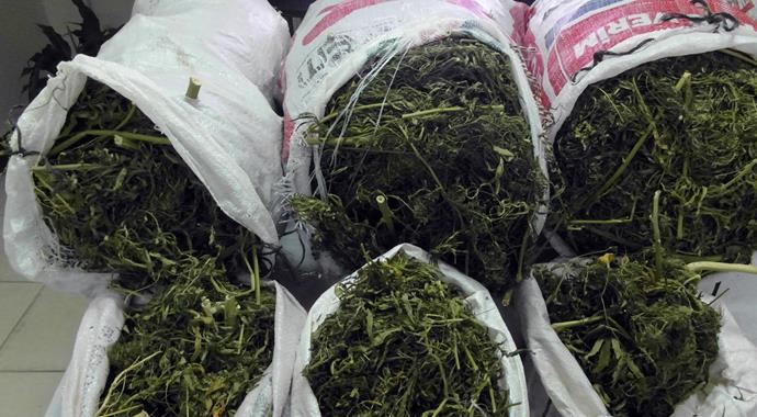 Ormanda kenevir yetiştirmişler Ormanda kenevir yetiştirmişler