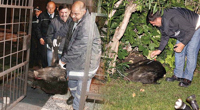 Bebek'te domuz şoku! Bebek'te domuz şoku!