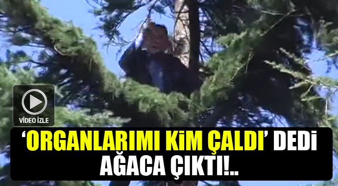'Organlarım çalındı' dedi, ağaca çıktı!.. 'Organlarım çalındı' dedi, ağaca çıktı!..