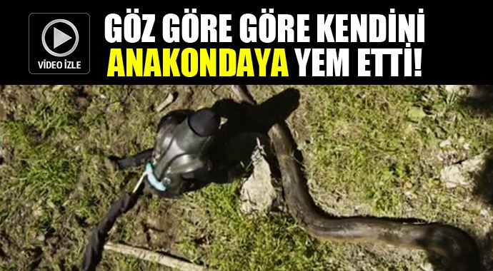 Göz göre göre anakondaya yem oldu!