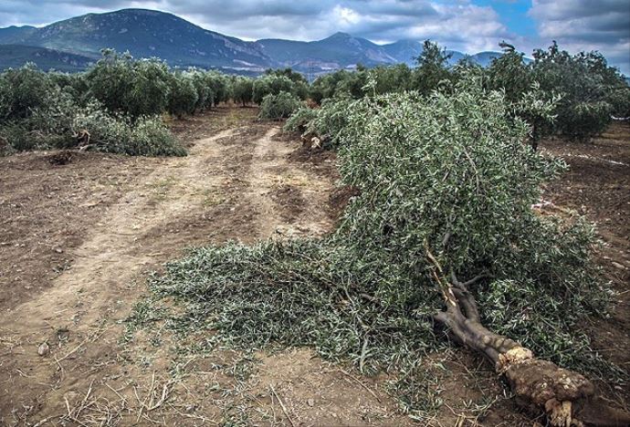 Danıştay Yırca'daki santral için durdurma kararı verdi