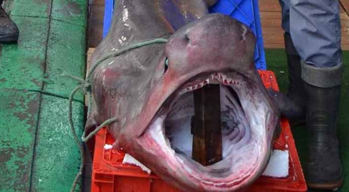 Marmara'da yakalandı! Tam 2 metre uzunluğunda Marmara'da yakalandı! Tam 2 metre uzunluğunda