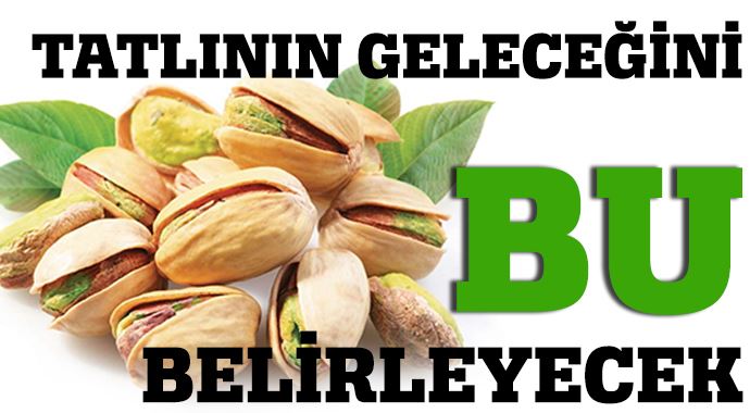 Yağışlar sevindirdi, Antep fıstığında umutlar yeşerdi Yağışlar sevindirdi, Antep fıstığında umutlar yeşerdi