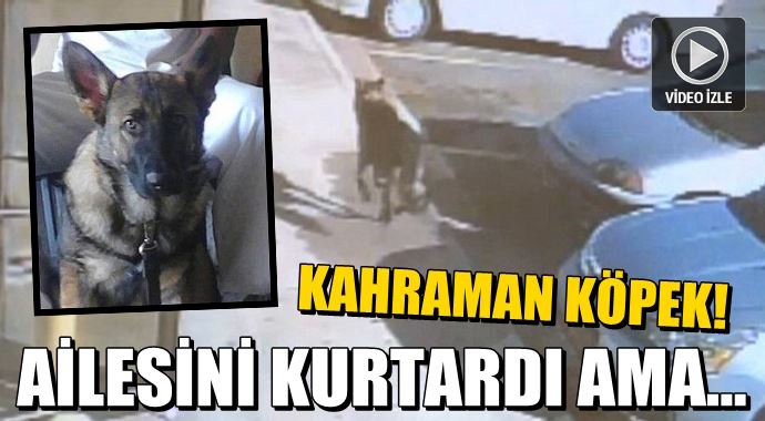 Kahraman köpek ailesini kurtardı ama..