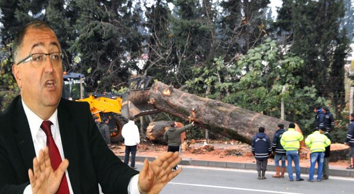 CHP&#039;li Salman&#039;dan ağaç savunması
