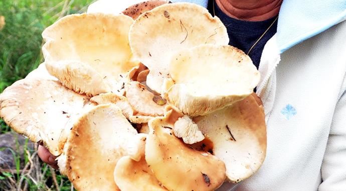 Her gören şaşırdı, bu mantar 3 kilo Her gören şaşırdı, bu mantar 3 kilo