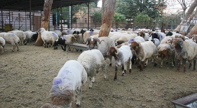 Sınırda çok sayıda kaçak küçükbaş hayvan yakalandı Sınırda çok sayıda kaçak küçükbaş hayvan yakalandı