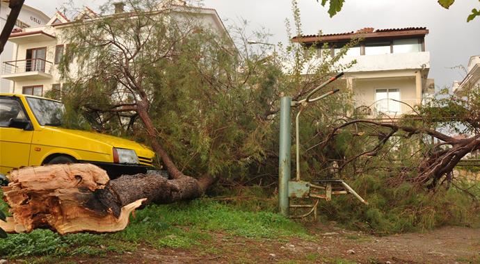 Muğla&#039;da yıldırım ağaca, ağaçta arabalara çarptı