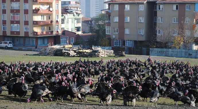 Yılbaşı hindileri satışa çıktı Yılbaşı hindileri satışa çıktı