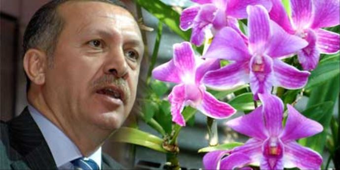 İşte 'Recep Tayyip Erdoğan' çiçeği İşte 'Recep Tayyip Erdoğan' çiçeği