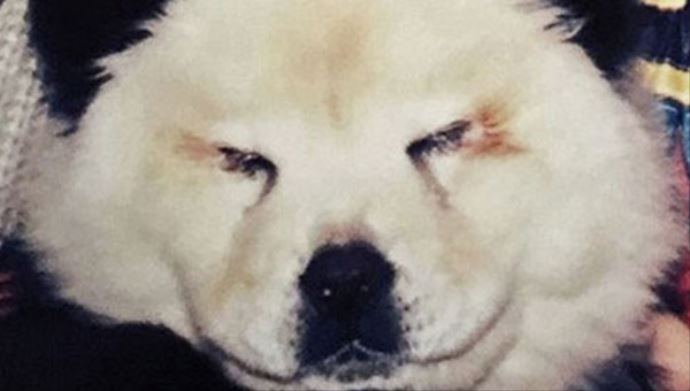 Köpekleri boyayıp panda diye sattılar!