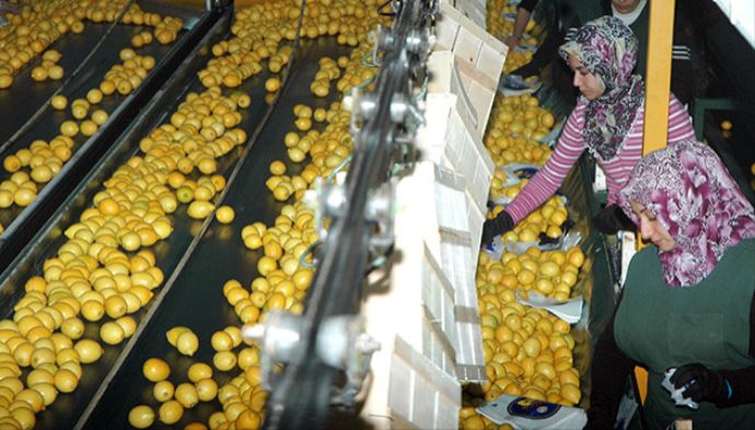 Kilosu 12 liraya kadar çıkmıştı, vurgunu TÜİK ortaya çıkardı Kilosu 12 liraya kadar çıkmıştı, vurgunu TÜİK ortaya çıkardı