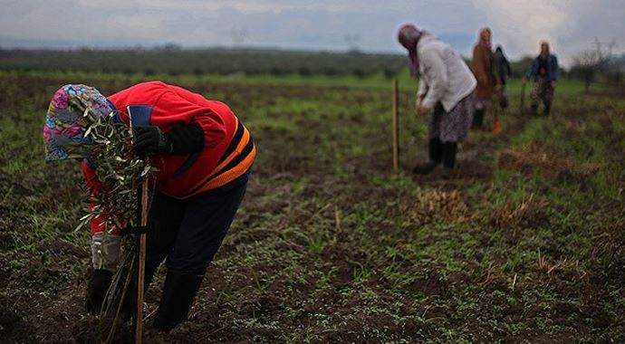 Soma'ya 60 bin zeytin fidanı Soma'ya 60 bin zeytin fidanı