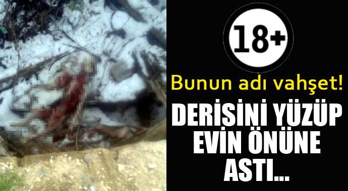 Derisi yüzüldükten sonra zincirle evin giriş kapısı önüne asıldı! Derisi yüzüldükten sonra zincirle evin giriş kapısı önüne asıldı!