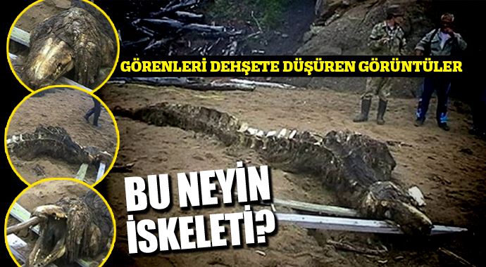 Bu neyin iskeleti?