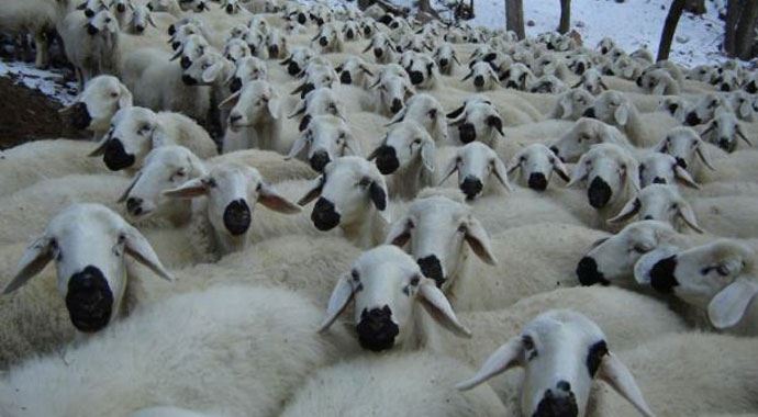 Ahır çöktü, 200 koyun göçük altında kaldı Ahır çöktü, 200 koyun göçük altında kaldı