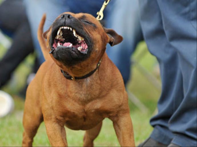Kuveyt&#039;te halka açık yerlerde köpek gezdirenler gözaltına alınacak