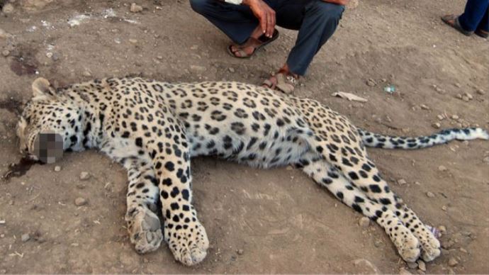 Leopar öldüren kuzenler beraat etti