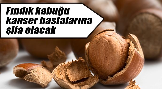 Fındık kabuğu kanser hastalarına şifa olacak Fındık kabuğu kanser hastalarına şifa olacak