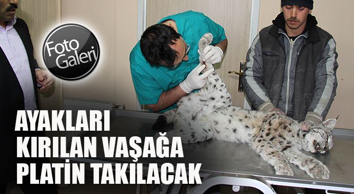 Ayakları kırılan vasağa platin takılacak