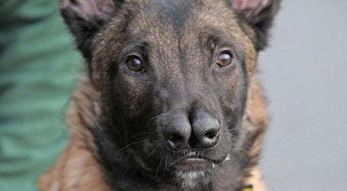 İki burunlu köpek görenleri şaşırtıyor! İki burunlu köpek görenleri şaşırtıyor!