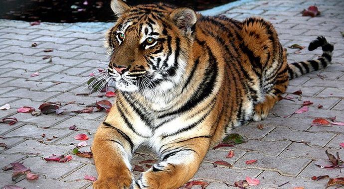 Hindistan&#039;daki kaplan dehşeti sürüyor