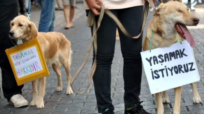 Hayvan Hakları Kanun Tasarısı Meclis'te Hayvan Hakları Kanun Tasarısı Meclis'te