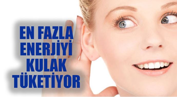 En çok enerjiyi kulak tüketiyor