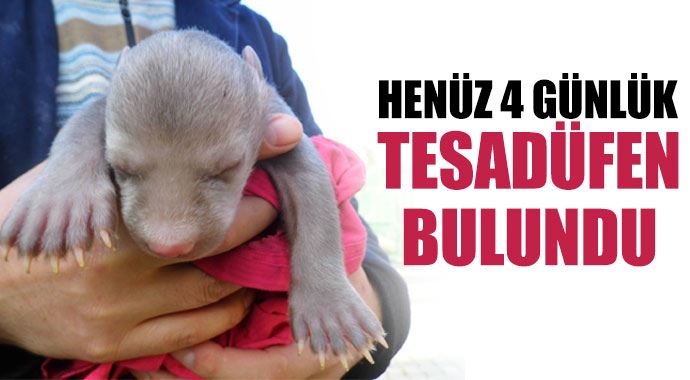 Henüz 4 günlük, tesadüfen bulundu Henüz 4 günlük, tesadüfen bulundu