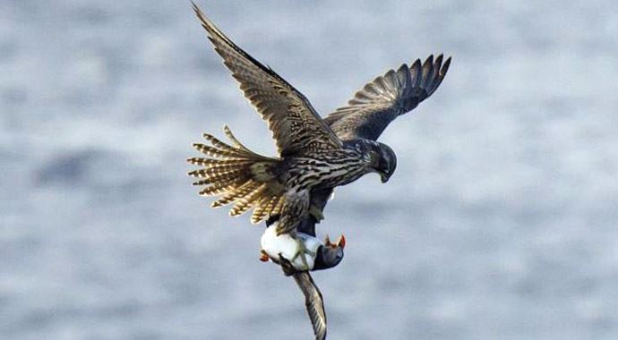 Şahinin papağan avı Şahinin papağan avı