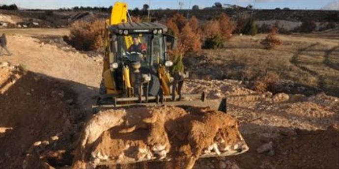 Seri köpek katiline 19 bin 272 lira ceza kesildi