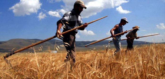 Çiftçilere prim müjdesi! Çiftçilere prim müjdesi!