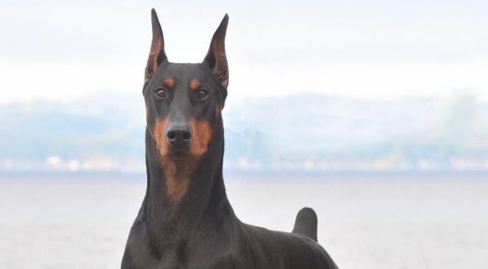 Bu köpek sahibinin kanserini teşhis etti Bu köpek sahibinin kanserini teşhis etti