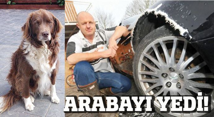 Aç köpek araba yedi