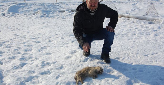 Yavru köpekler dondurucu soğuğa dayanamadı Yavru köpekler dondurucu soğuğa dayanamadı