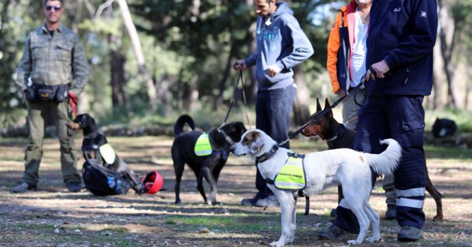 Sokak köpekleri hayat kurtaracak Sokak köpekleri hayat kurtaracak