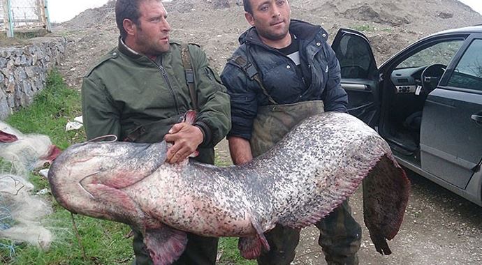 87 kilogramlık yayın balığı yakalandı 87 kilogramlık yayın balığı yakalandı