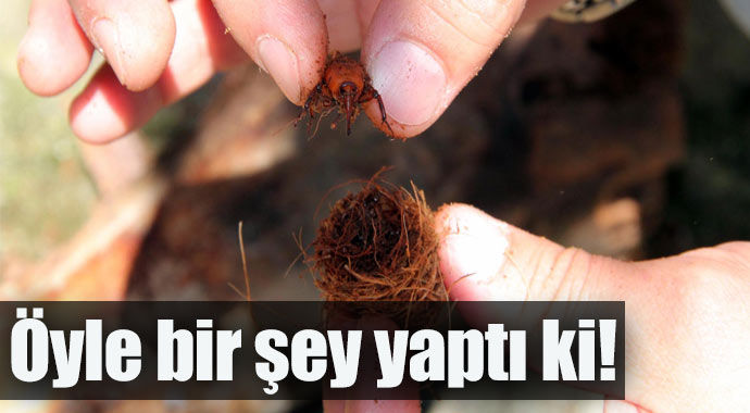 Kırmızı böcek öyle bir şey yaptı ki!