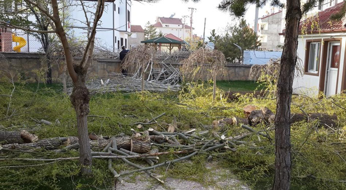 Bu ilçedeki tüm ağaçlar kesiliyor! İşte sebebi.. Bu ilçedeki tüm ağaçlar kesiliyor! İşte sebebi..