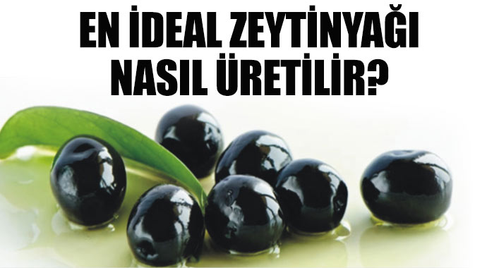 En ideal zeytinyağı nasıl üretilmeli