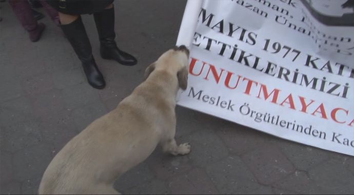 Kadın eylemcilere &quot;köpek&quot; engeli